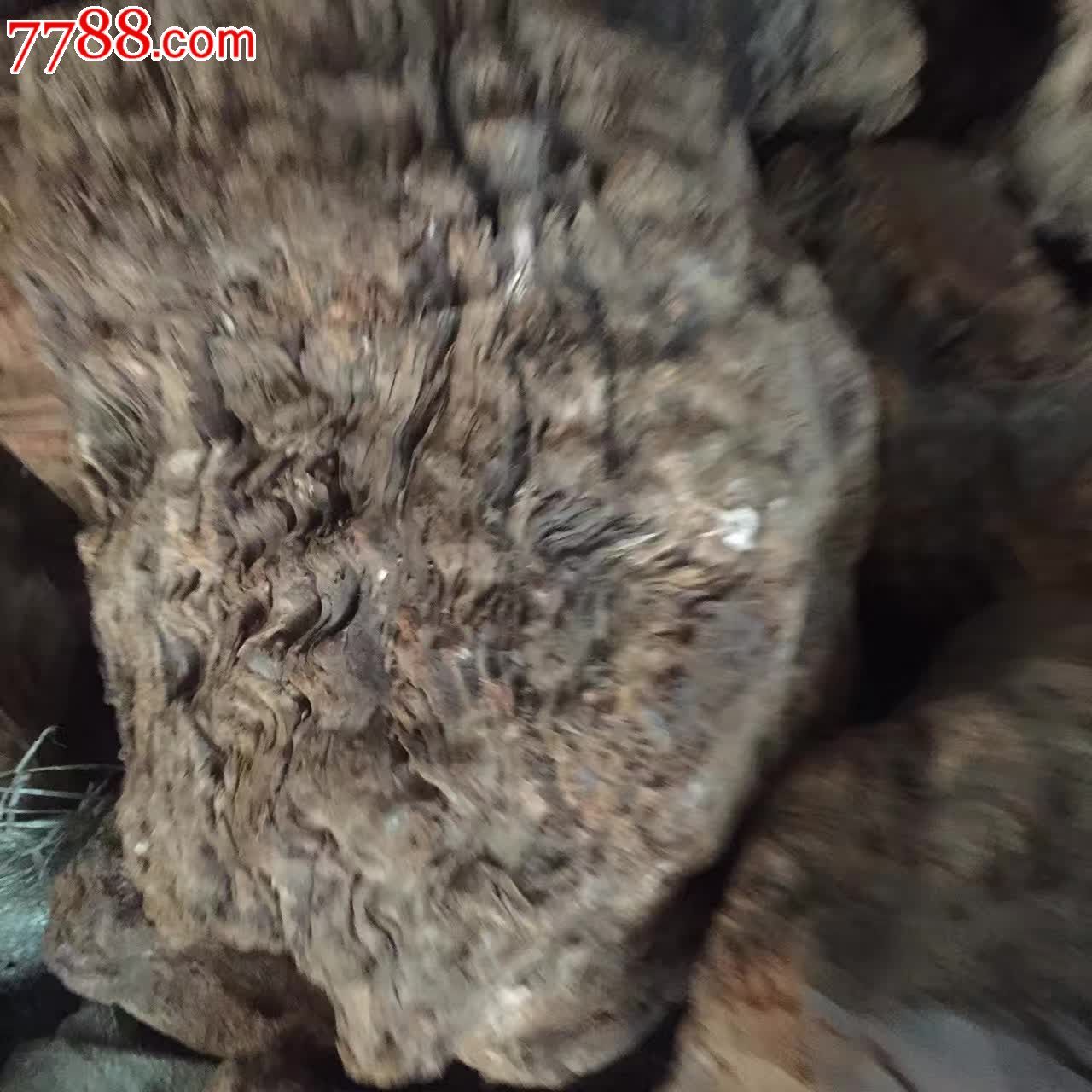 藏柏树瘤材料
