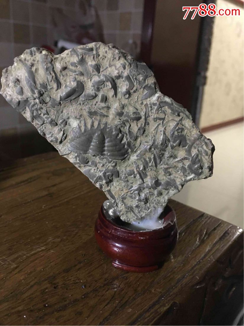 三叶虫化石【燕子石】小摆件