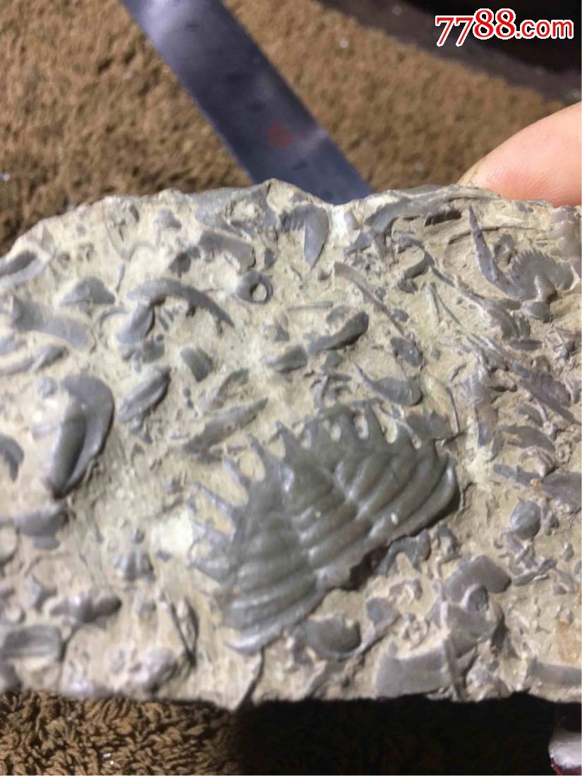 三叶虫化石【燕子石】小摆件