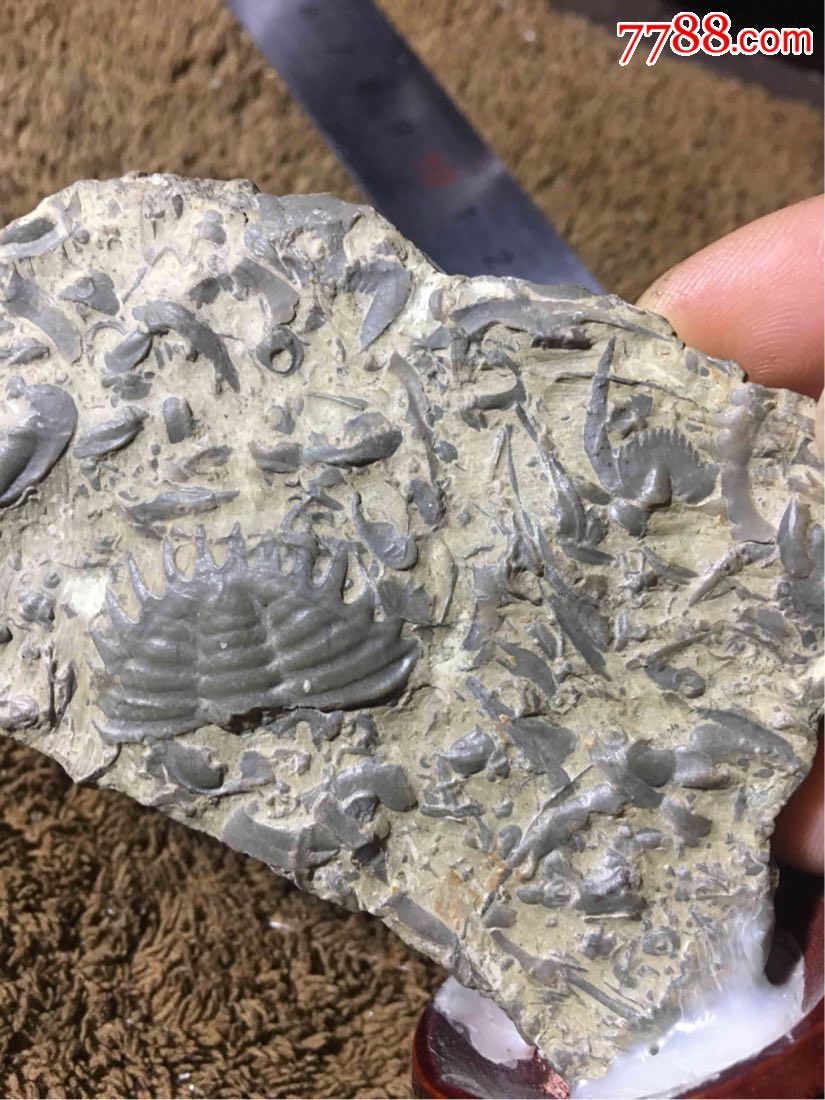 三叶虫化石【燕子石】小摆件