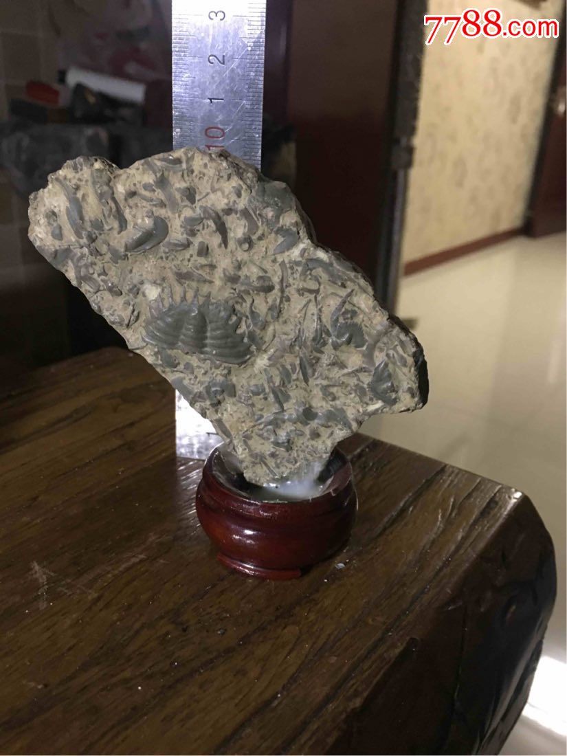 三叶虫化石【燕子石】小摆件