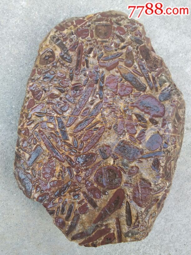 真正的海藻化石图片图片