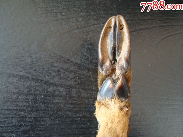 a2486清代鹿脚烟袋,包浆红润细腻老烟具-爪子挂件-7788旧货商城