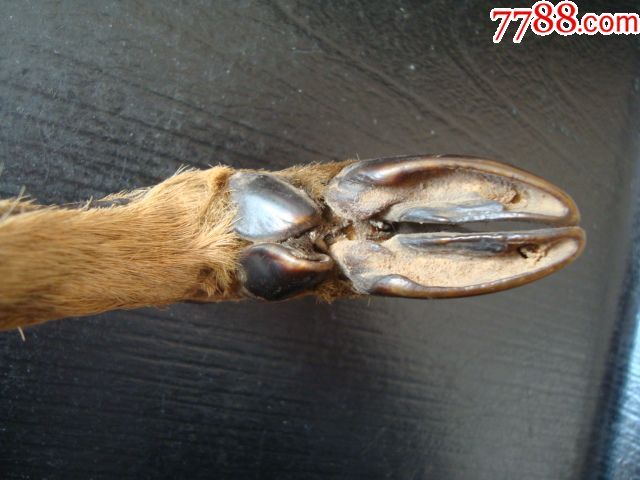 a2486清代鹿脚烟袋,包浆红润细腻老烟具