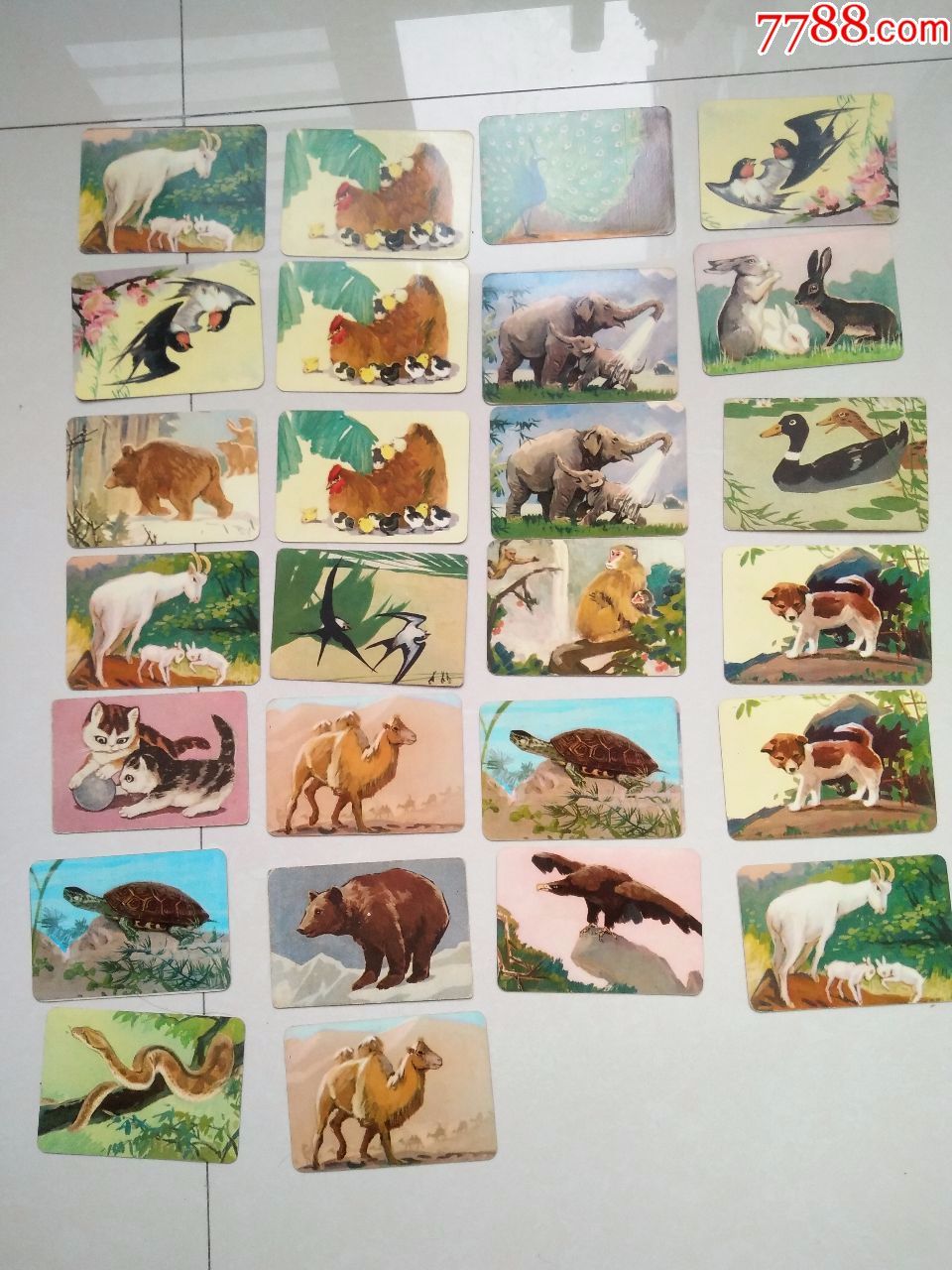 早期动物卡片26枚合拍