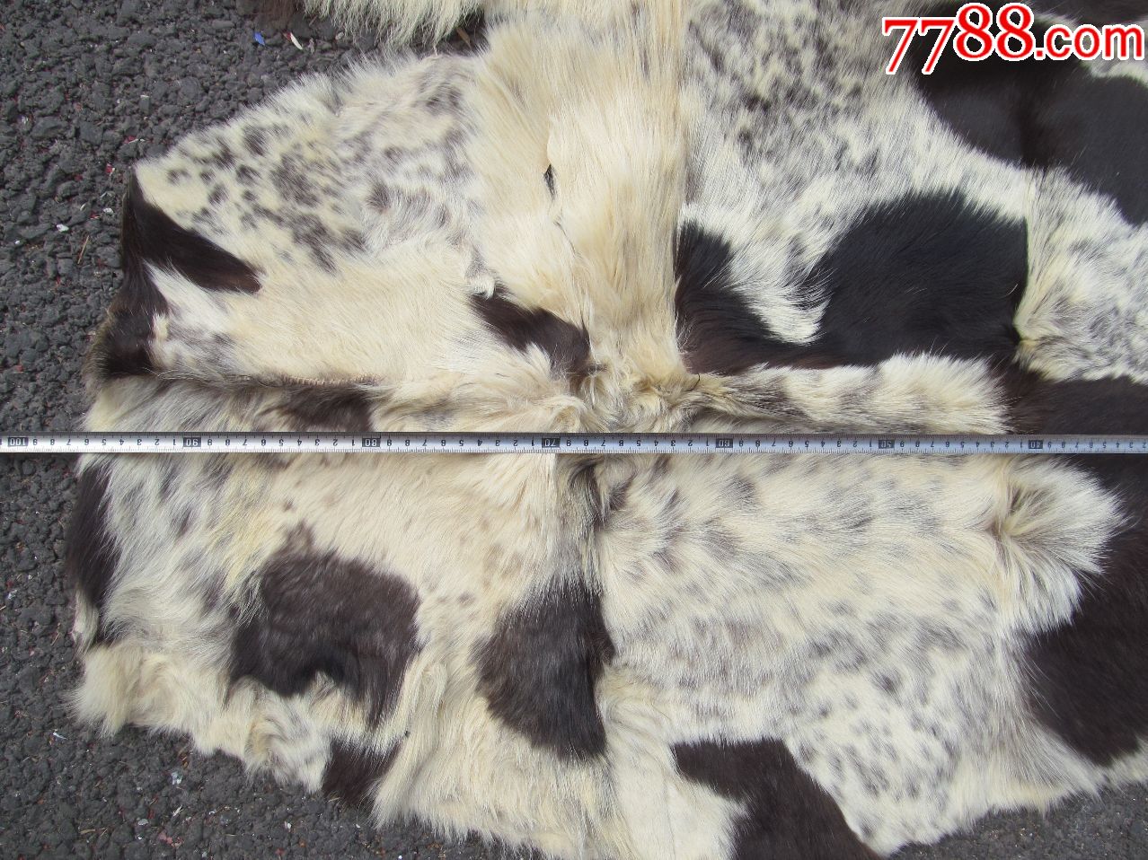 两块不错的狗皮