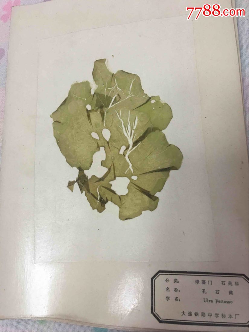 大连铁路中学标本厂《藻类植物实物标本》