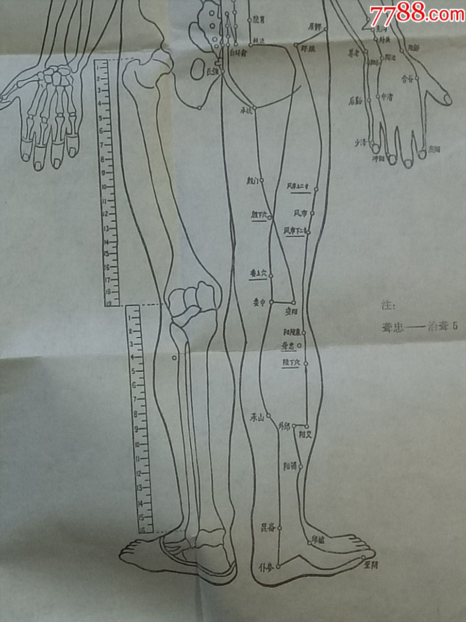 人體穴位分佈圖