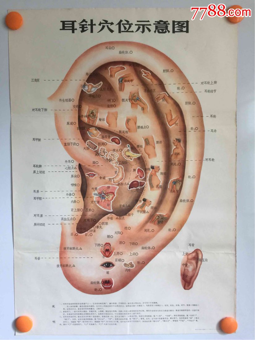 石古中医耳针图片