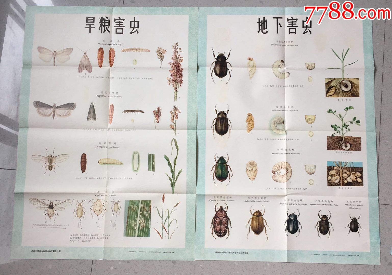 水稻主要病虫害挂图(10张)