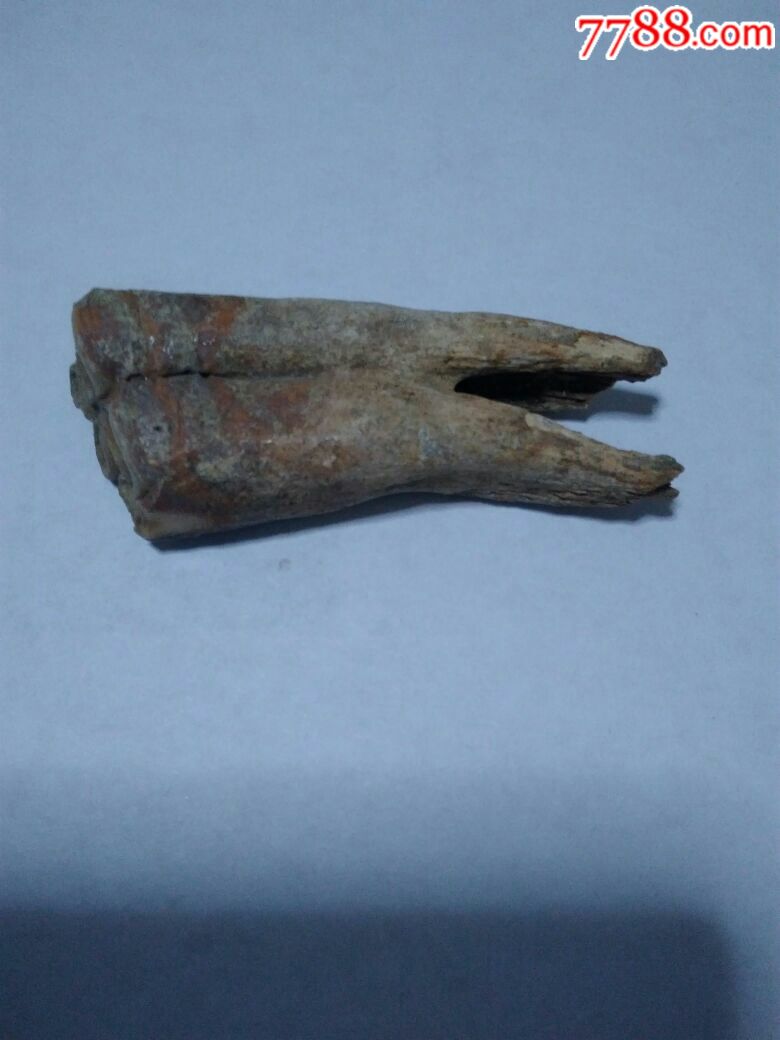 几百万年前东北食草动物牙齿化石