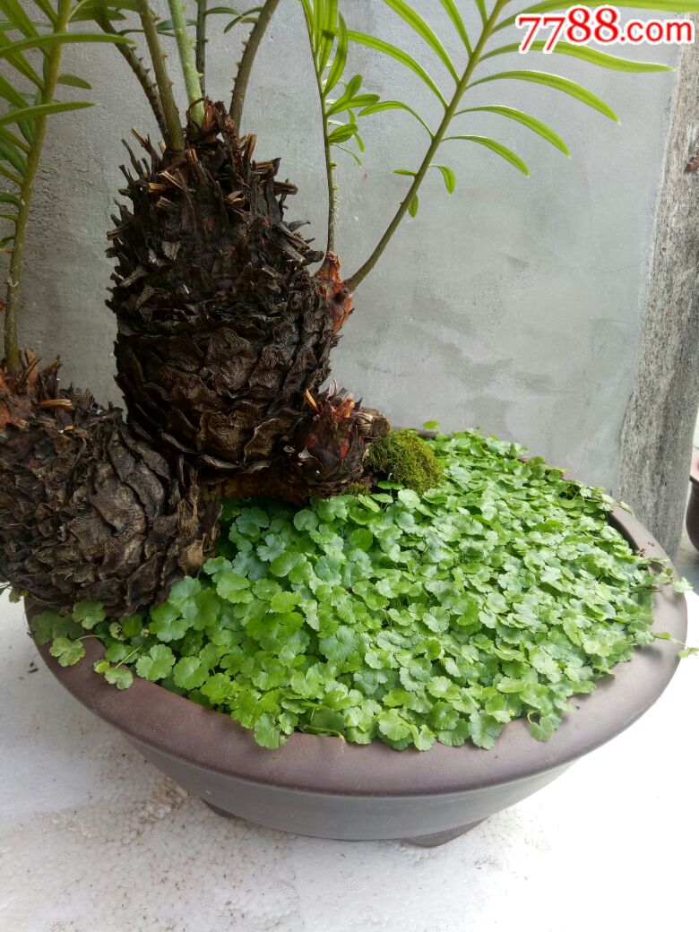 铁树紫砂盆栽,"中国宜兴,顺娣"制紫砂花盆,无磕碰,邮资德邦到付