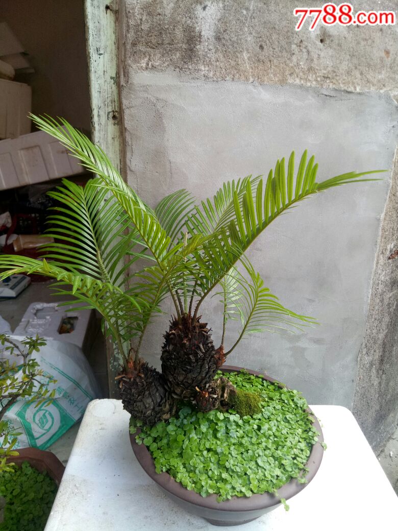 铁树紫砂盆栽,"中国宜兴,顺娣"制紫砂花盆,无磕碰,邮资德邦到付