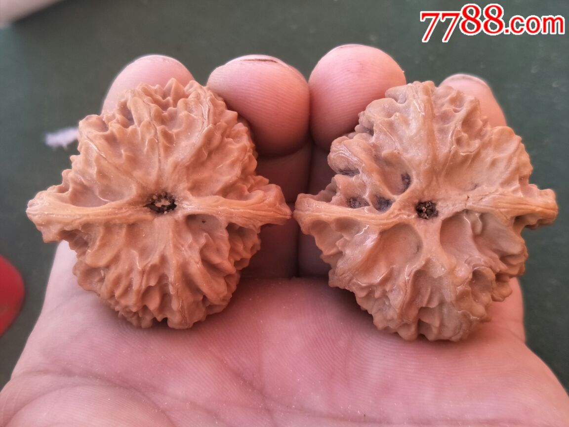 精品老树梅枝纹(苹果园)狮子头