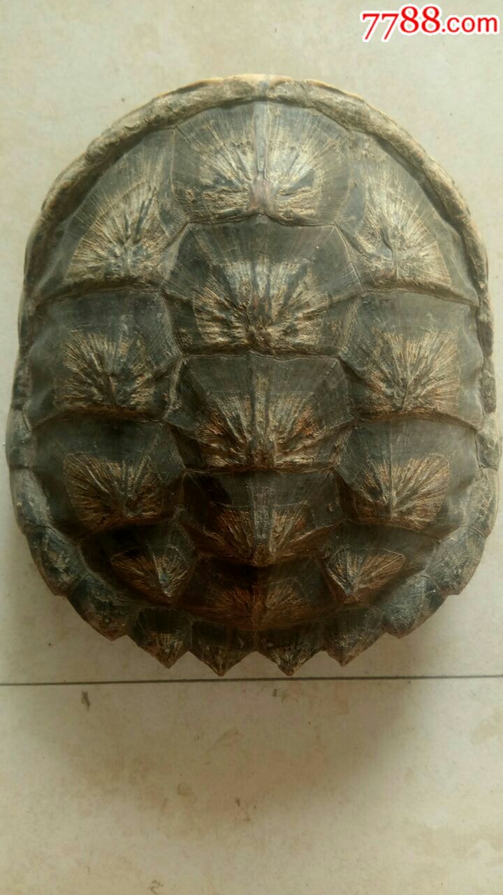 整体龟壳(甲鱼壳)骨架