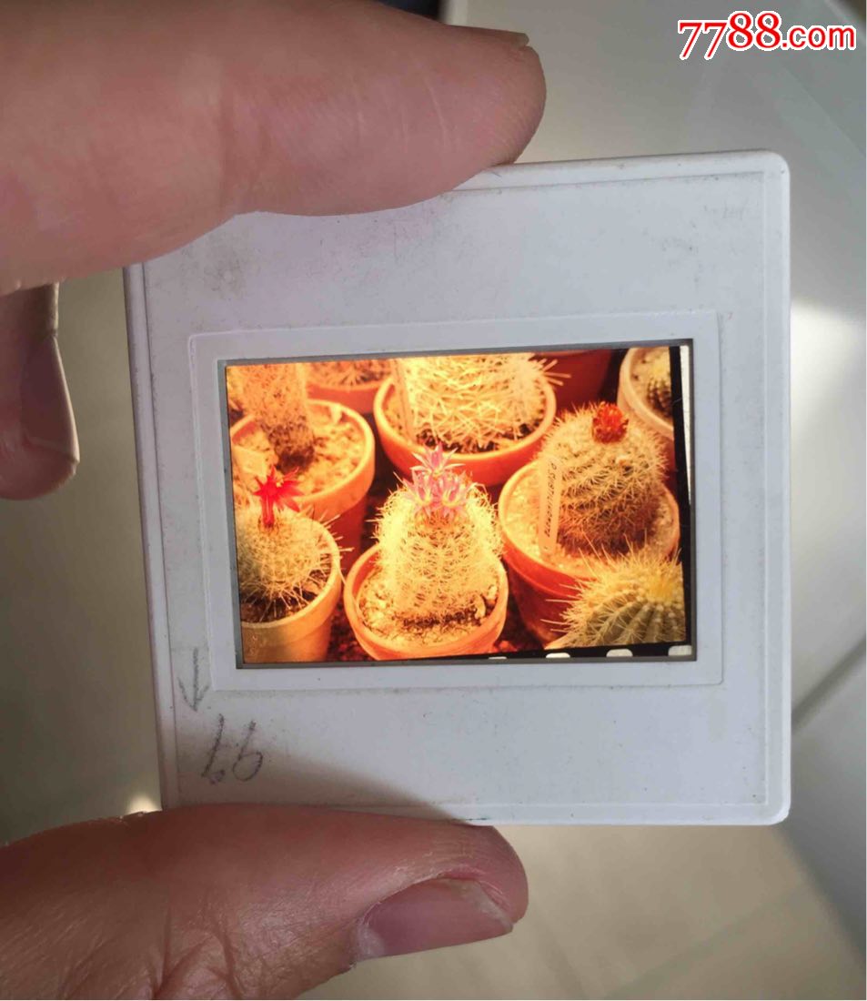 精彩的80年代彩色反转片玻璃底板