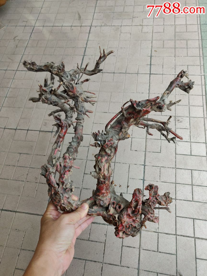 天然树根——中国龙