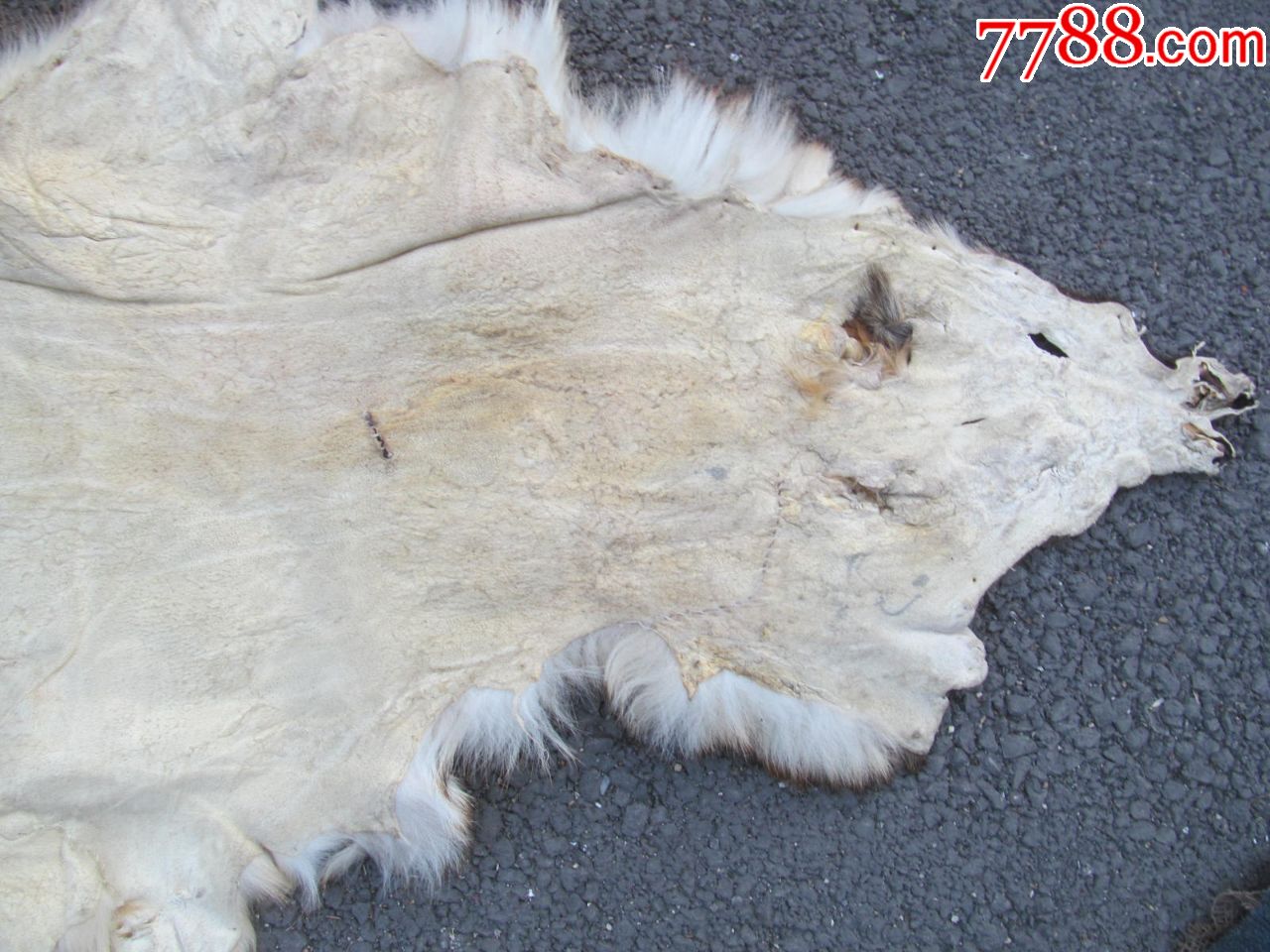 狗皮 大小图中有示,瑕疵在图上,快递费用20_其他
