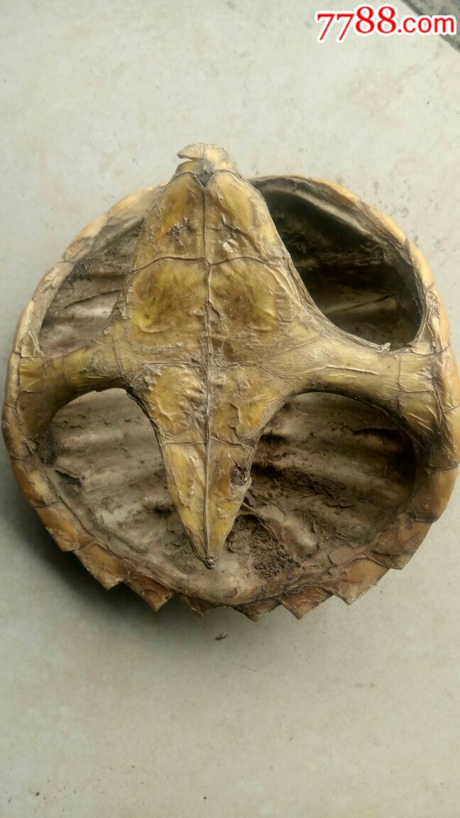 整体龟壳(甲鱼壳)骨架