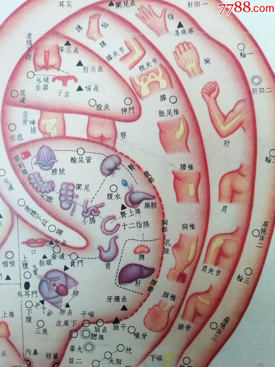 "最高指示"耳针穴位示意图