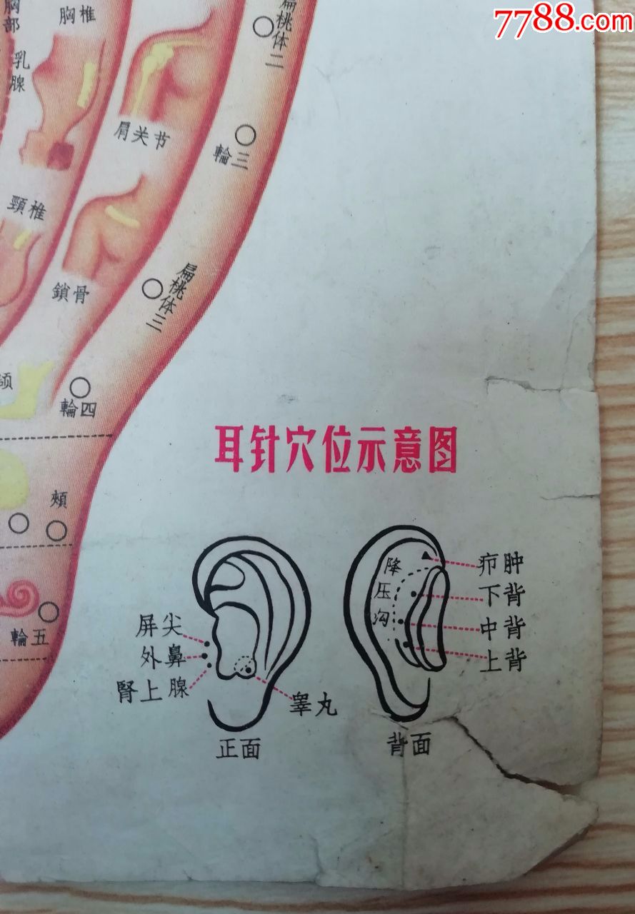 "最高指示"耳针穴位示意图