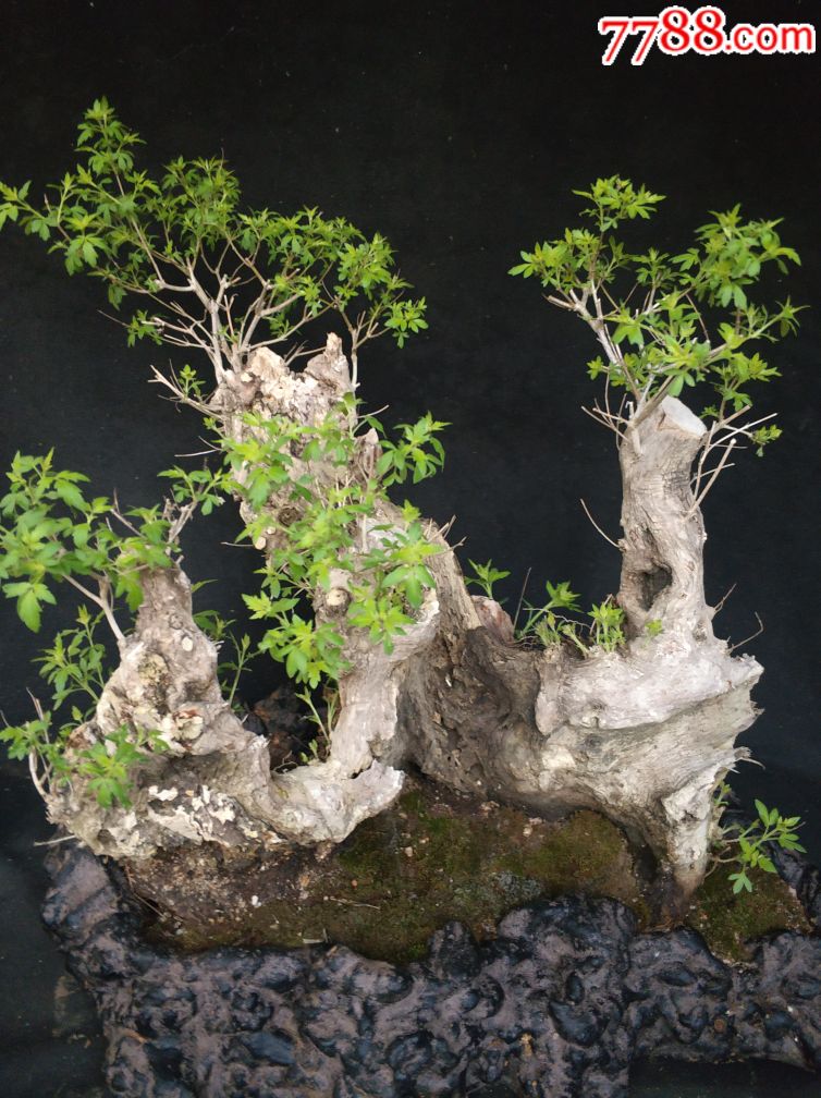 半壁江山黄荆盆景舍利老桩百年老桩