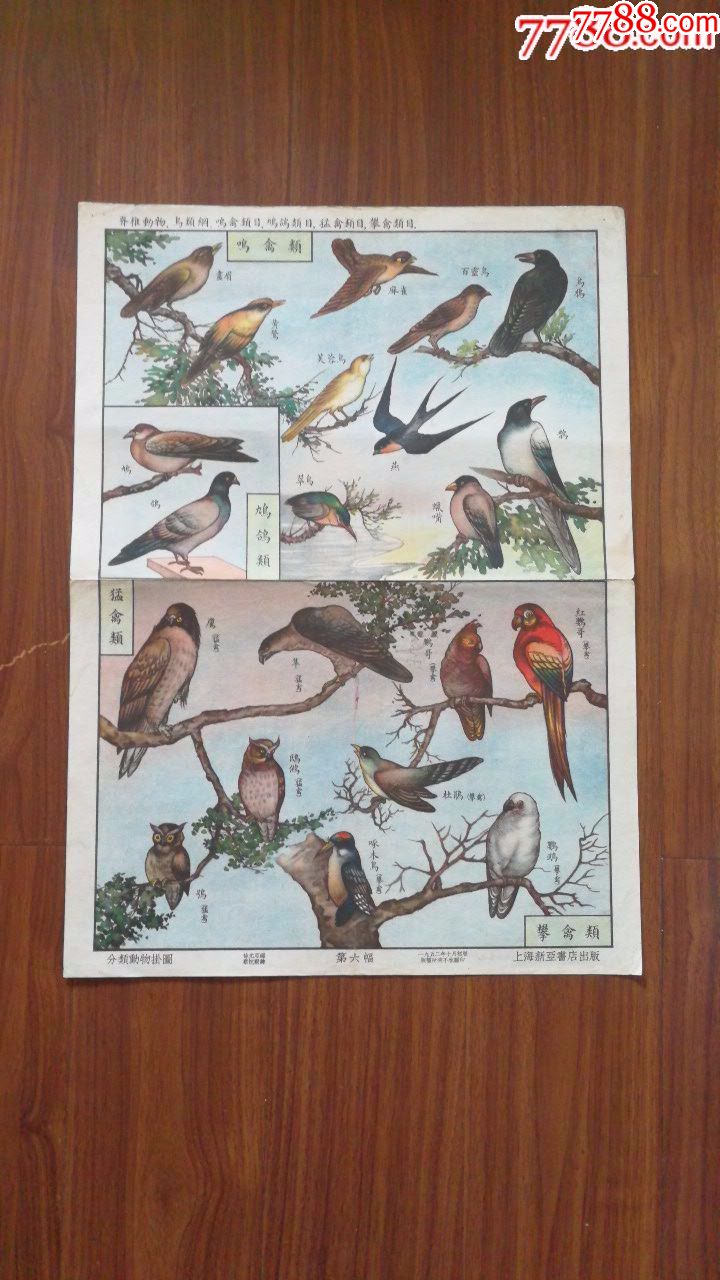 52年分类动物挂图