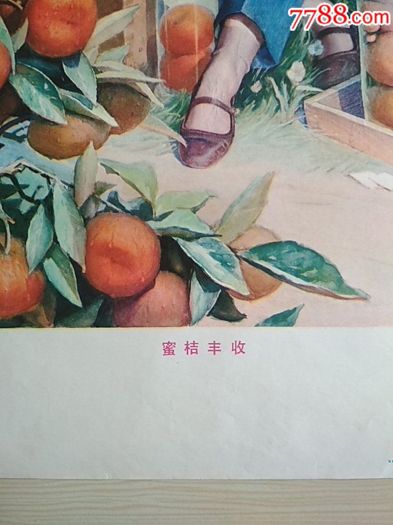 蜜桔丰收