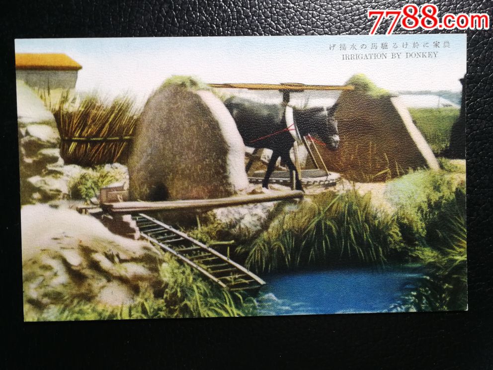 民国彩色片《驴拉水车》