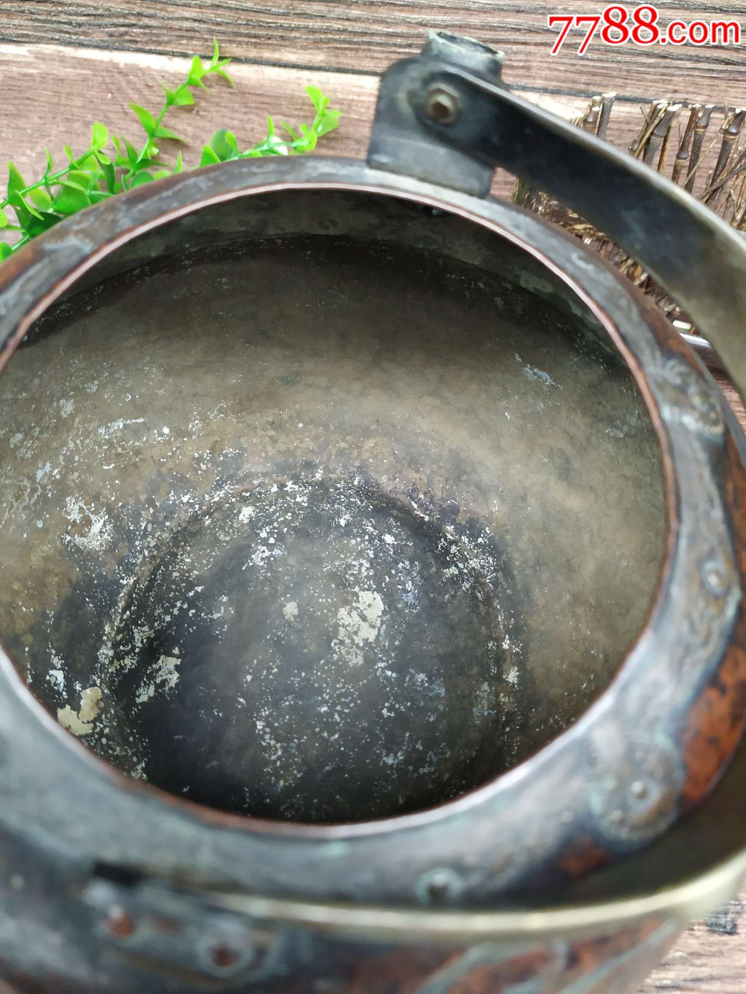 日本回流老铜虫