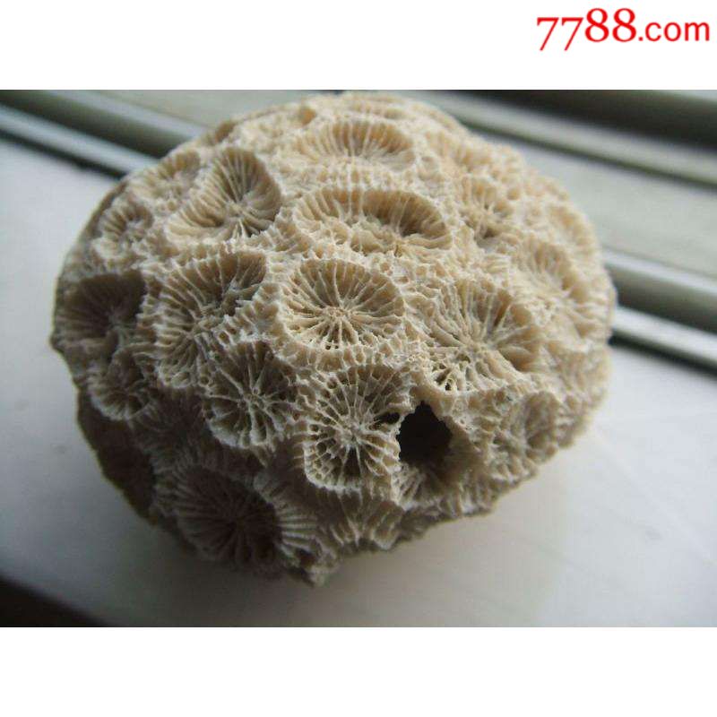 价格高的珊瑚化石图片图片