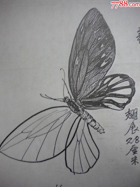 大孔雀蝶黑白画图片