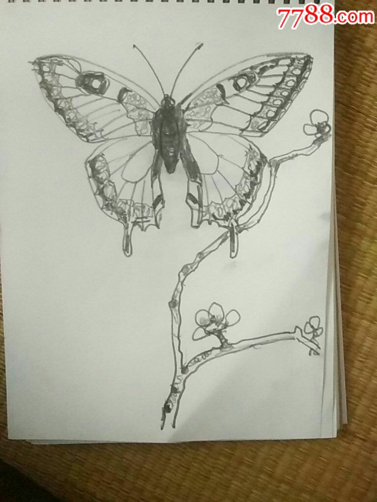 大孔雀蝶图片手绘图片