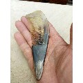 角梳一把，品相好，正常好用(au21092095)_7788收藏__收藏热线