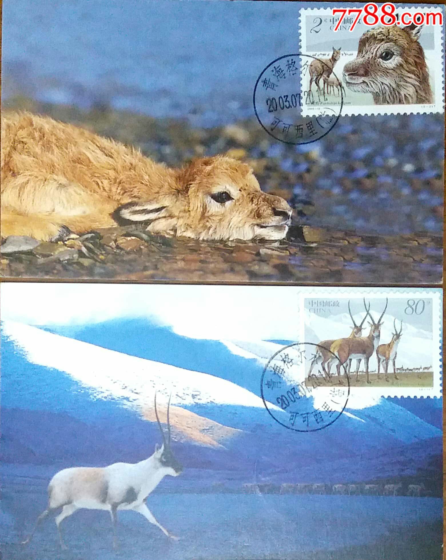 【1元起拍】2003-12《藏羚羊》青海格尔木可可西里极限片(原地首日实