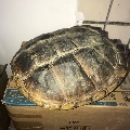 文革70年代拟鳄龟龟壳老龟壳标本26cm空壳怀旧挂件辟邪镇宅(au21378859)_7788收藏__收藏热线