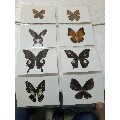 蝴蝶标本，保存完好，30个同拍(au21728262)_7788收藏__收藏热线