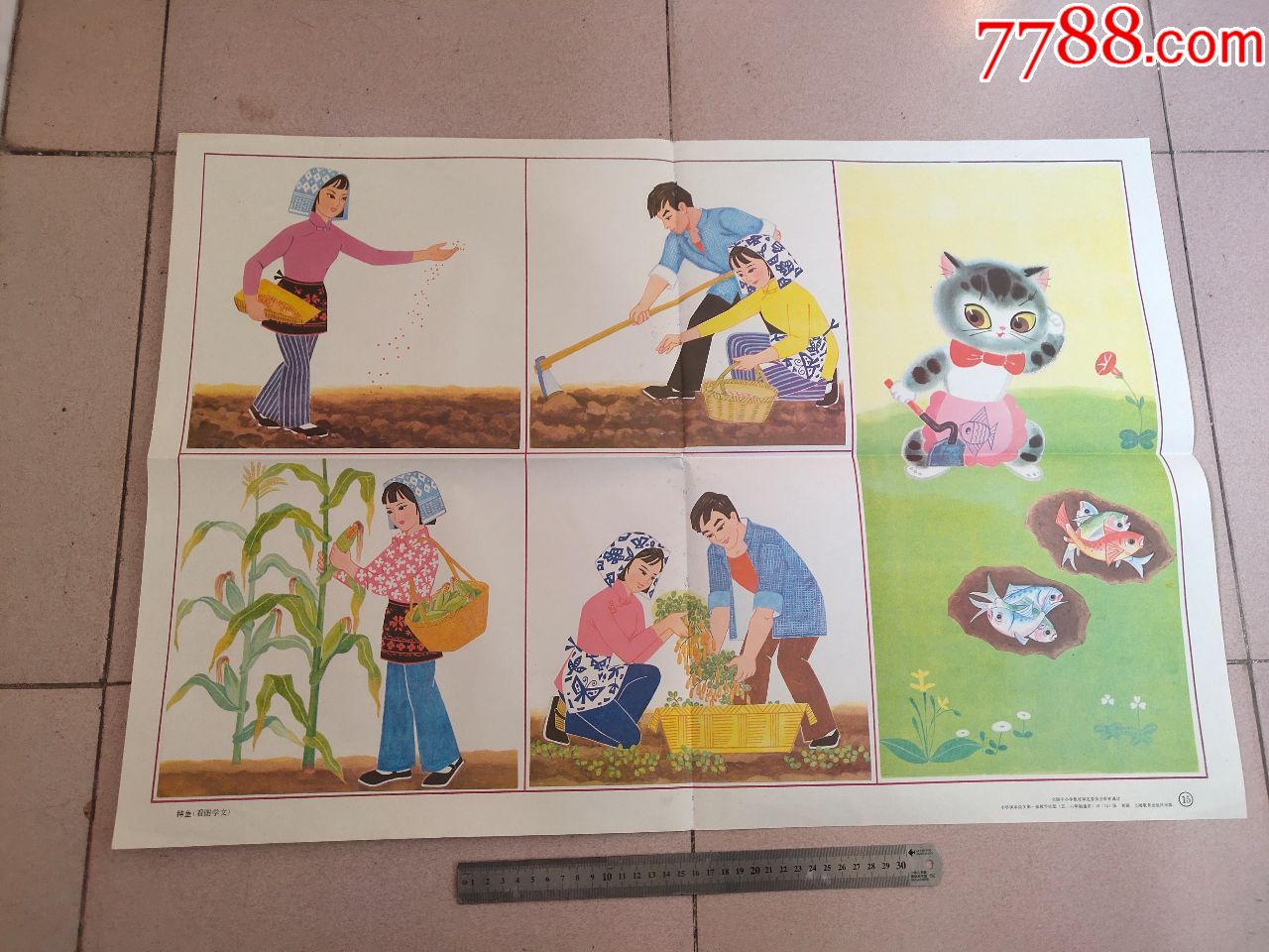 小学语文教学图片:种鱼-教学挂图-7788收藏__收藏热线