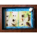 宁波青华科教仪器昆虫标本(au21869560)_7788收藏__收藏热线