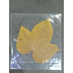 枯叶标本(au21943121)_7788收藏__收藏热线