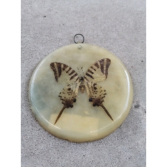 真蝴蝶做的(au21942557)_7788收藏__收藏热线