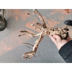 水草缸沉木(au21948852)_7788收藏__收藏热线