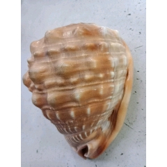 天然大海螺(au21974873)_7788收藏__收藏热线