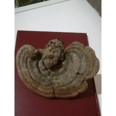 灵芝(au22005768)_7788收藏__收藏热线