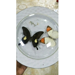 白色大盘装蝴蝶标本(au22044005)_7788收藏__收藏热线