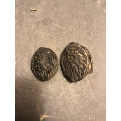 宋代桃核(au22056009)_7788收藏__收藏热线