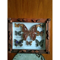 蝴蝶标本(au22076981)_7788收藏__收藏热线