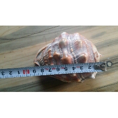 天然贝壳一个。海贝(au22081750)_7788收藏__收藏热线