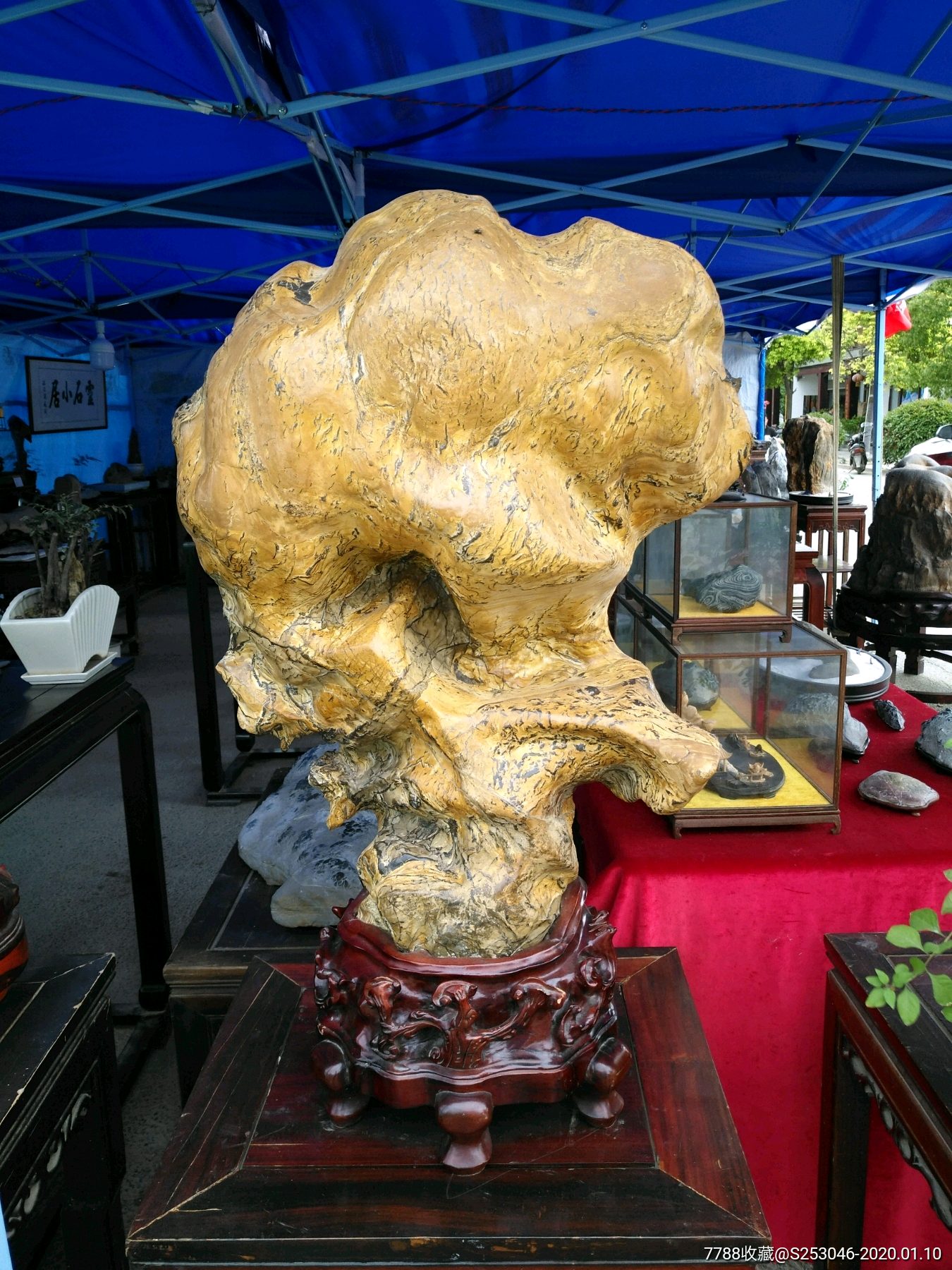 灵璧黄蛐蟮雄霸天下