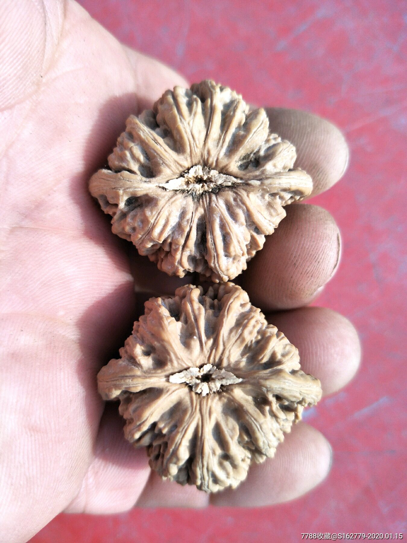 3.5野生小众【红宝石】_文玩核桃_第2张